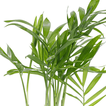 Parlour Palm | Terrarium plant 2 - LushLeaf | Online planten bestellen