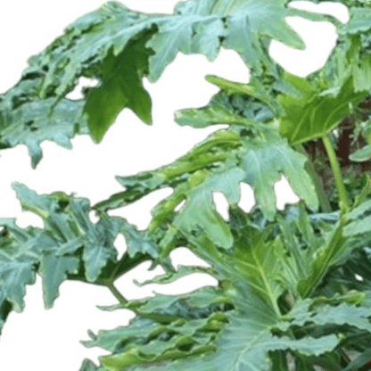 Philodendron Bipinnatifidum Cum Laude 2 - LushLeaf | Online planten bestellen