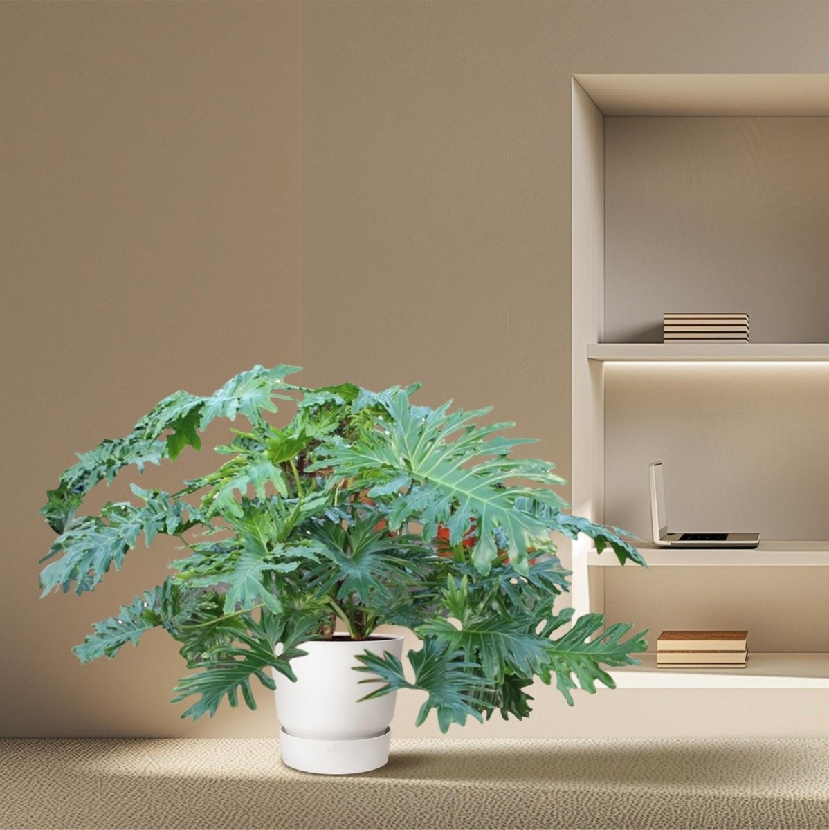 Philodendron Bipinnatifidum Cum Laude 3 - LushLeaf | Online planten bestellen