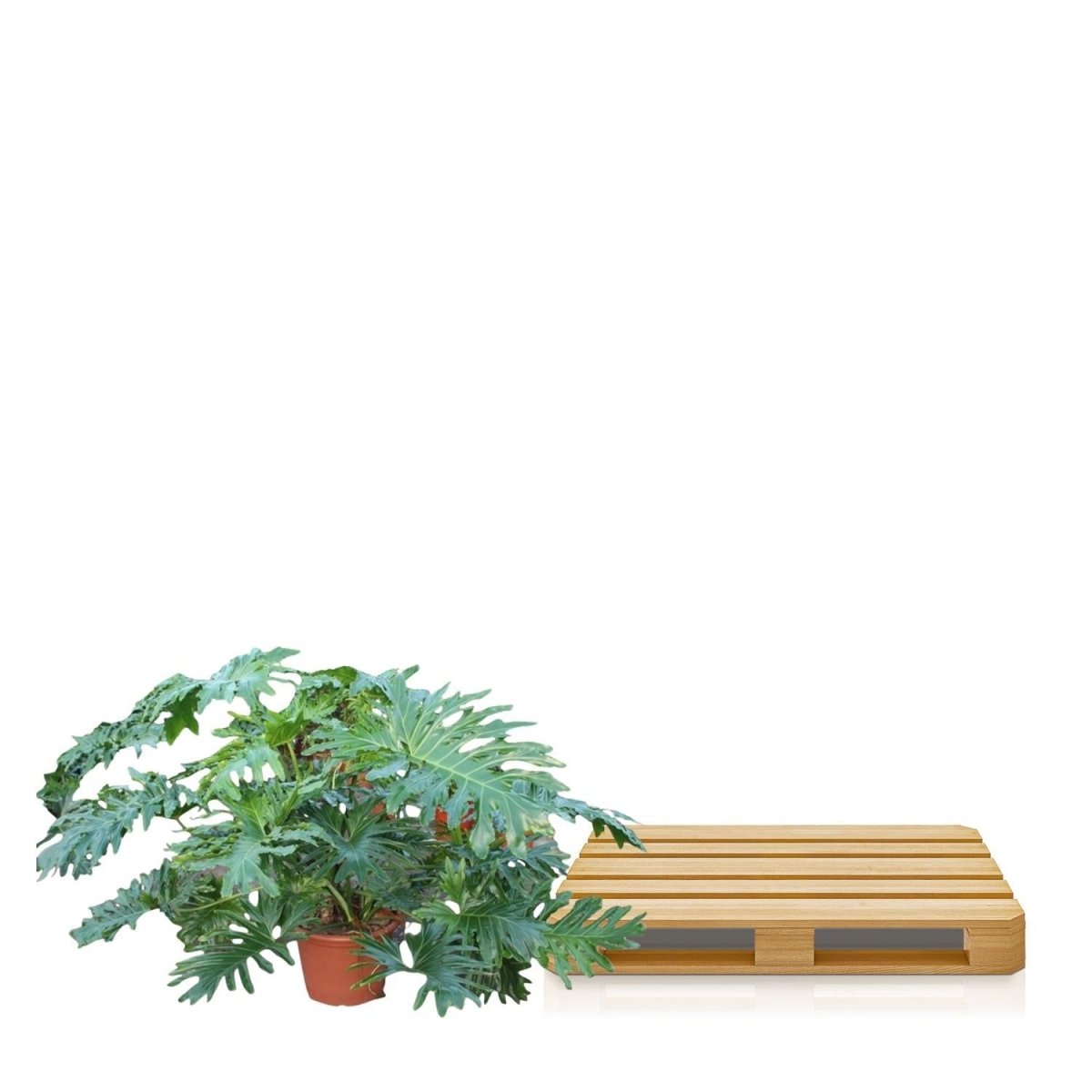 Philodendron Bipinnatifidum Cum Laude 5 - LushLeaf | Online planten bestellen