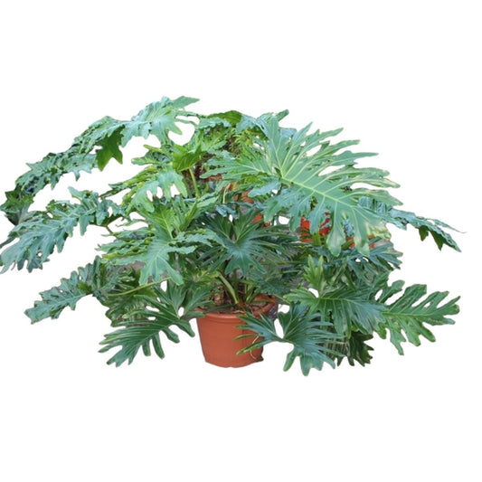 Philodendron Bipinnatifidum Cum Laude 1 - LushLeaf | Online planten bestellen