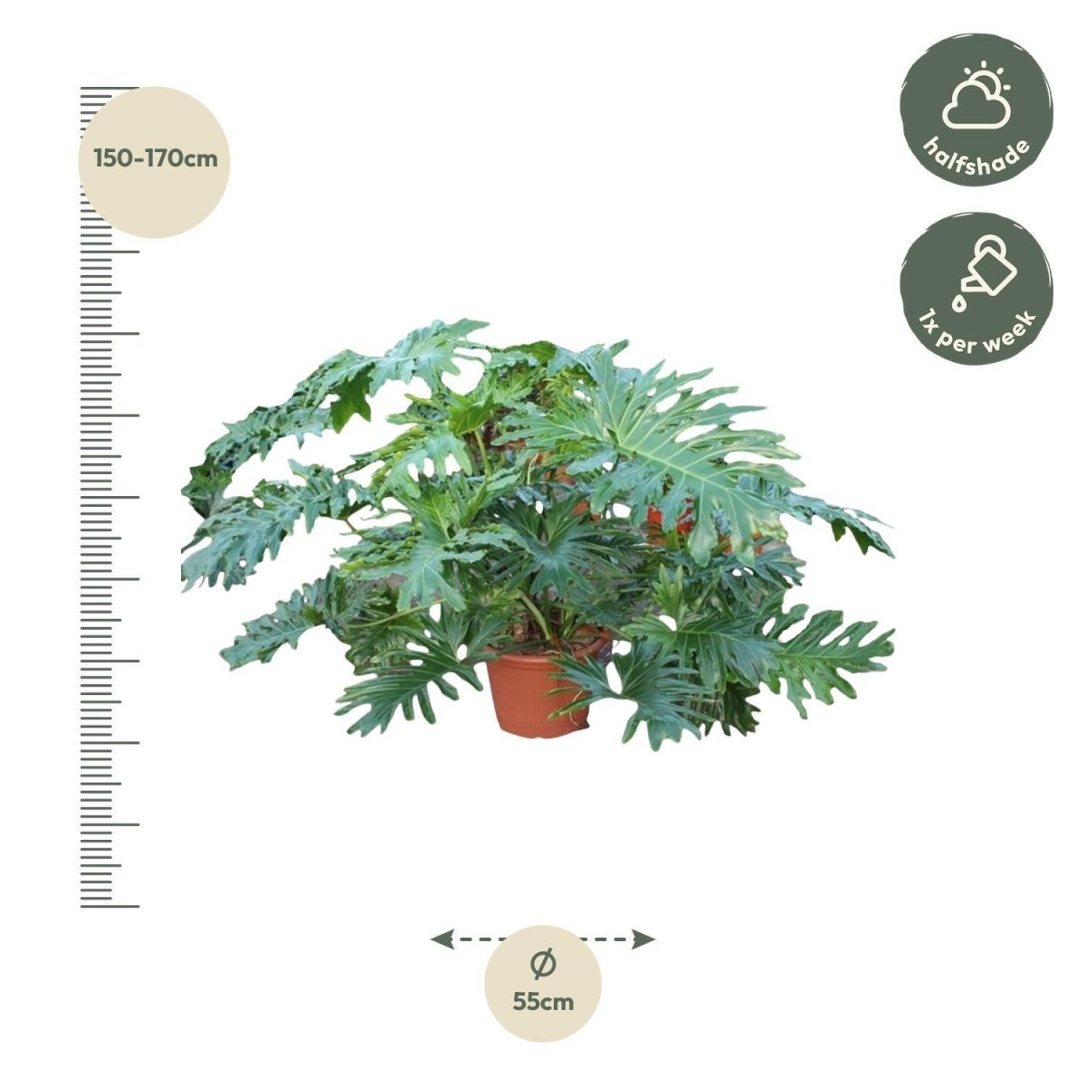 Philodendron Bipinnatifidum Cum Laude 4 - LushLeaf | Online planten bestellen
