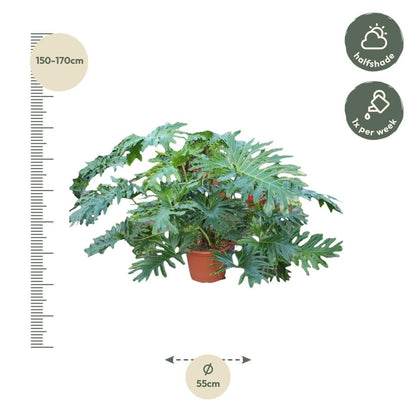 Philodendron Bipinnatifidum Cum Laude 4 - LushLeaf | Online planten bestellen