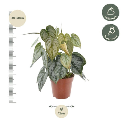 Philodendron Brandtianum 3 - LushLeaf | Online planten bestellen