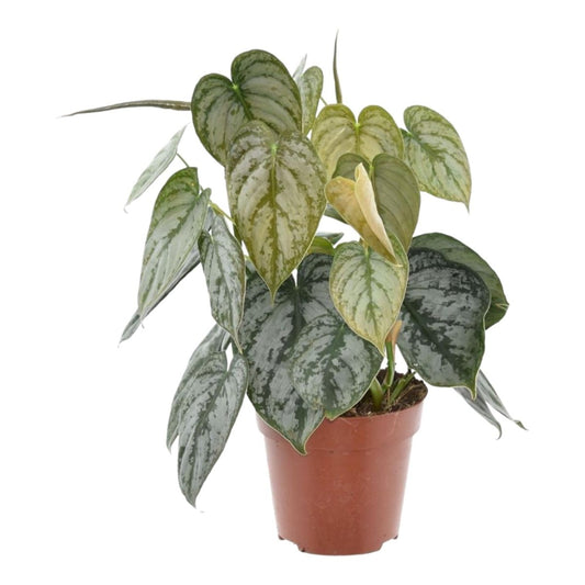 Philodendron Brandtianum 1 - LushLeaf | Online planten bestellen