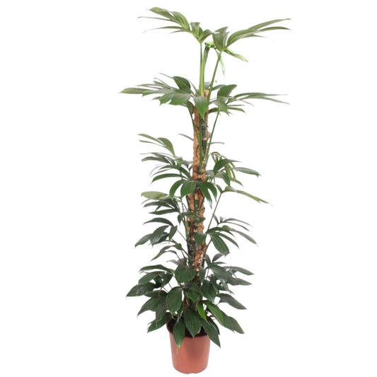 Philodendron Dragon Tail mosstok 1 - LushLeaf | Online planten bestellen