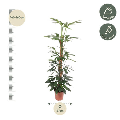 Philodendron Dragon Tail mosstok 4 - LushLeaf | Online planten bestellen