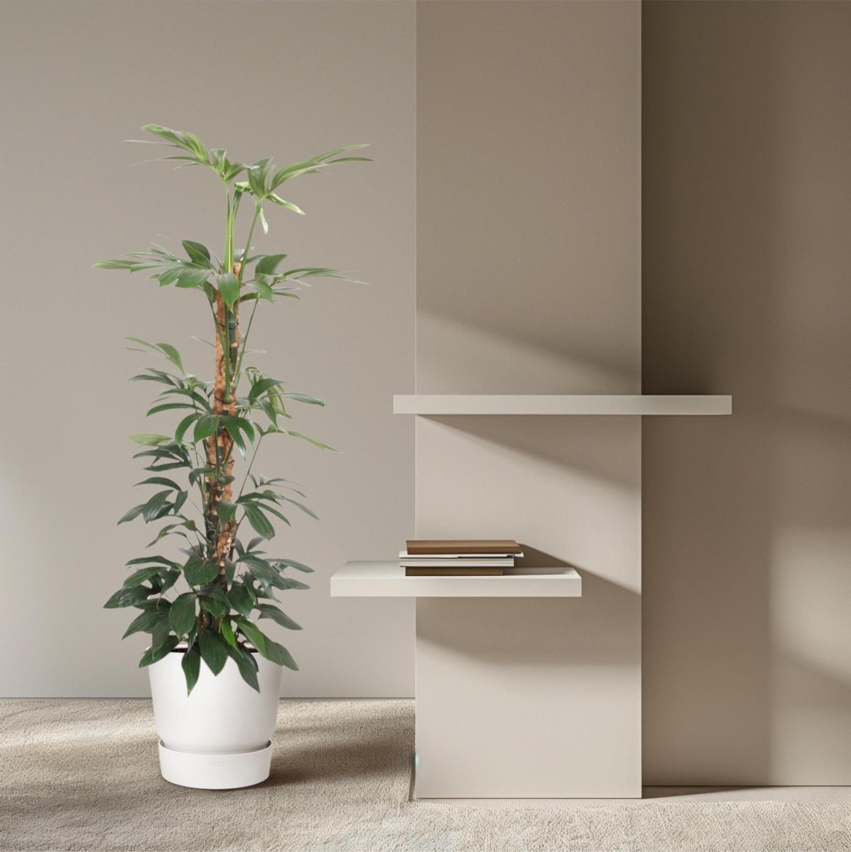 Philodendron Dragon Tail mosstok 3 - LushLeaf | Online planten bestellen