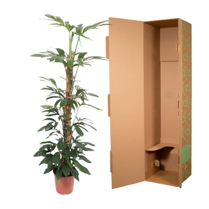 Philodendron Dragon Tail mosstok 5 - LushLeaf | Online planten bestellen
