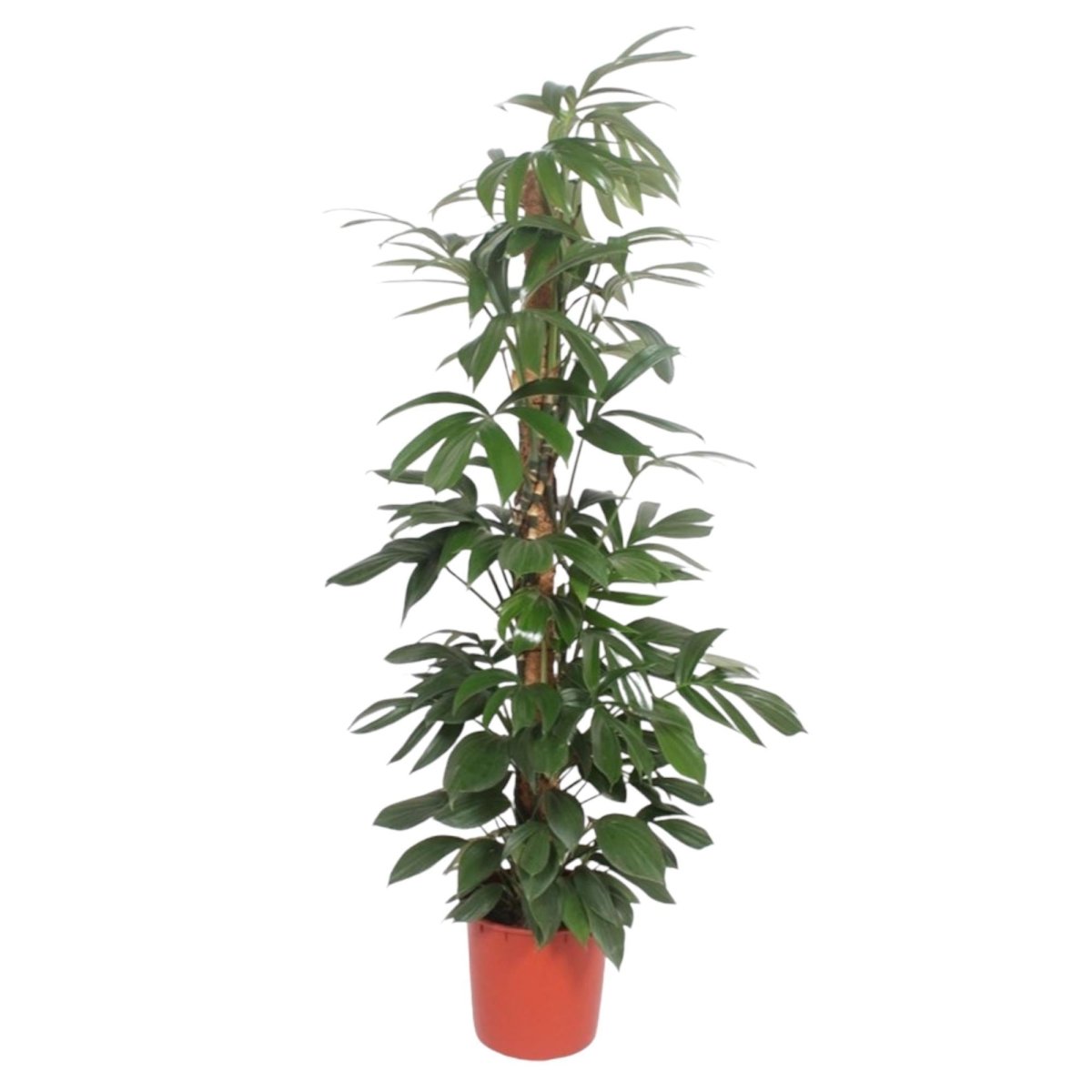 Philodendron Dragon Tail mosstok 6 - LushLeaf | Online planten bestellen