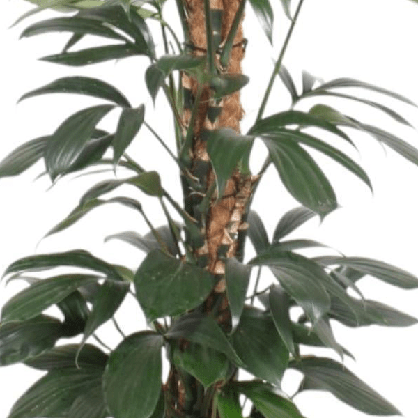 Philodendron Dragon Tail mosstok 2 - LushLeaf | Online planten bestellen