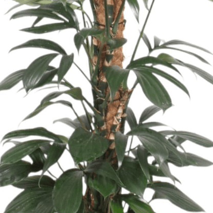 Philodendron Dragon Tail mosstok 2 - LushLeaf | Online planten bestellen