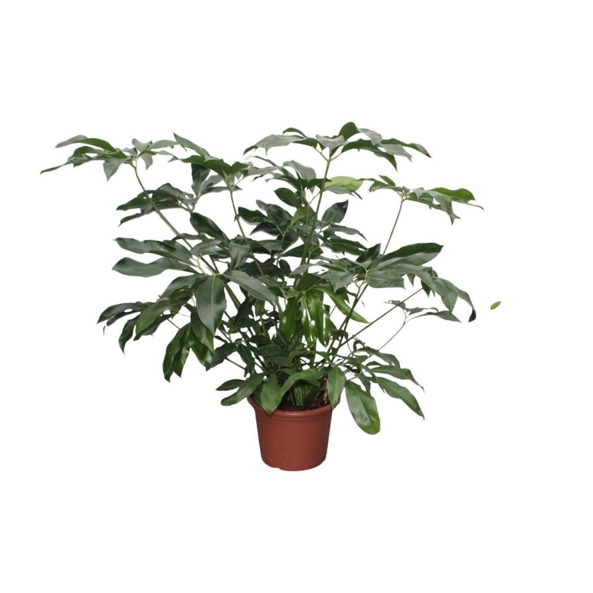 Philodendron Green Wonder | XL 1 - LushLeaf | Online planten bestellen