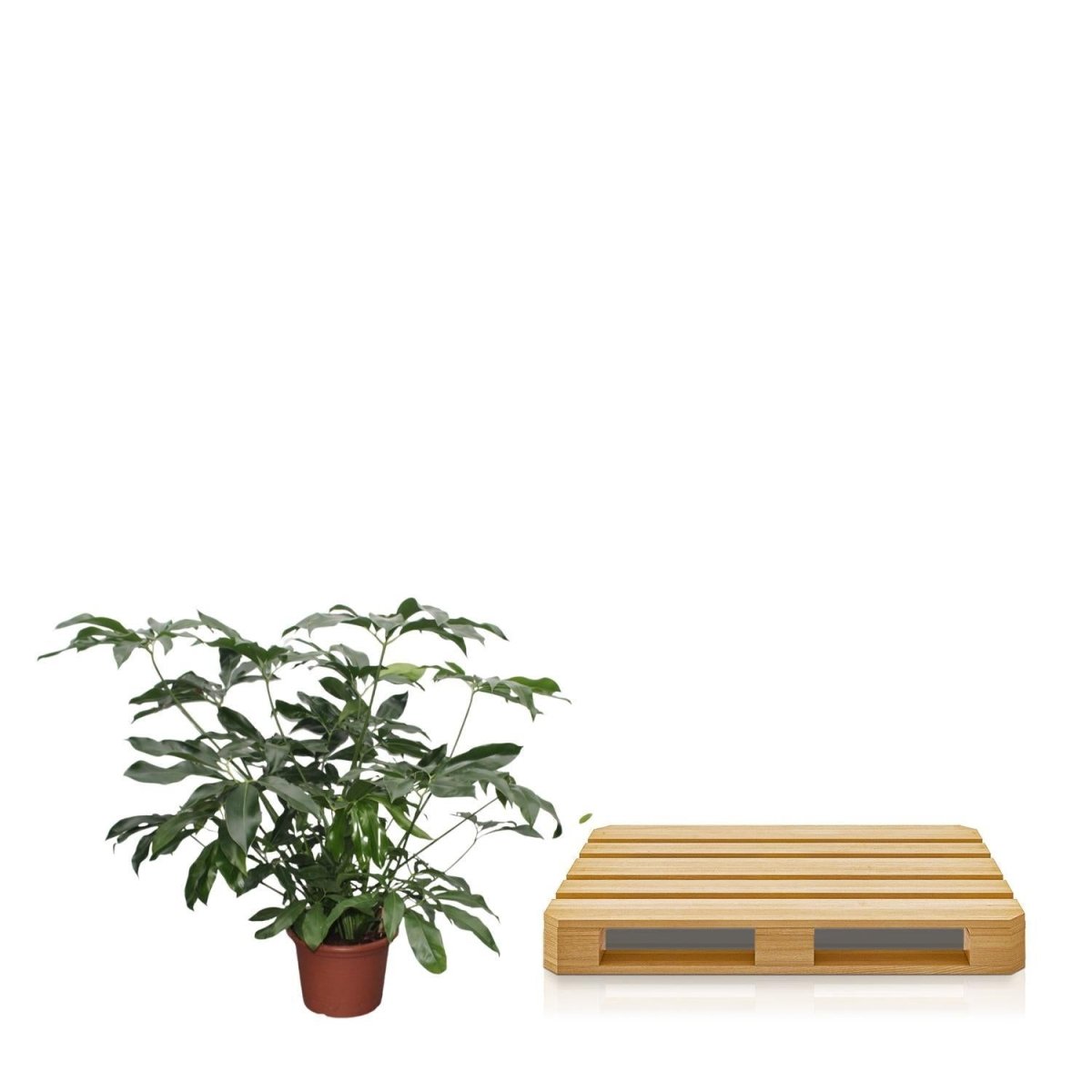 Philodendron Green Wonder | XL 5 - LushLeaf | Online planten bestellen