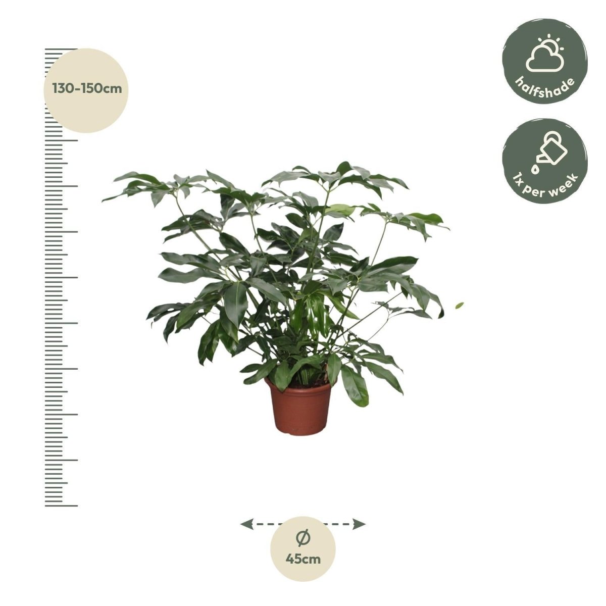 Philodendron Green Wonder | XL 4 - LushLeaf | Online planten bestellen