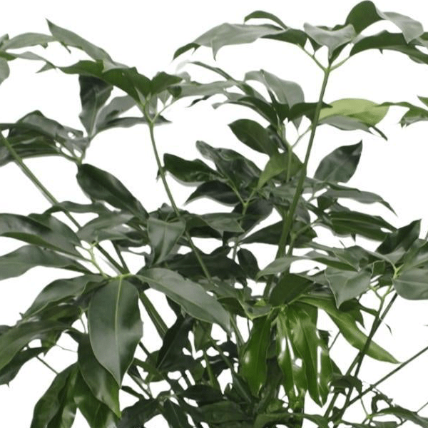 Philodendron Green Wonder | XL 2 - LushLeaf | Online planten bestellen