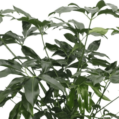 Philodendron Green Wonder | XL 2 - LushLeaf | Online planten bestellen