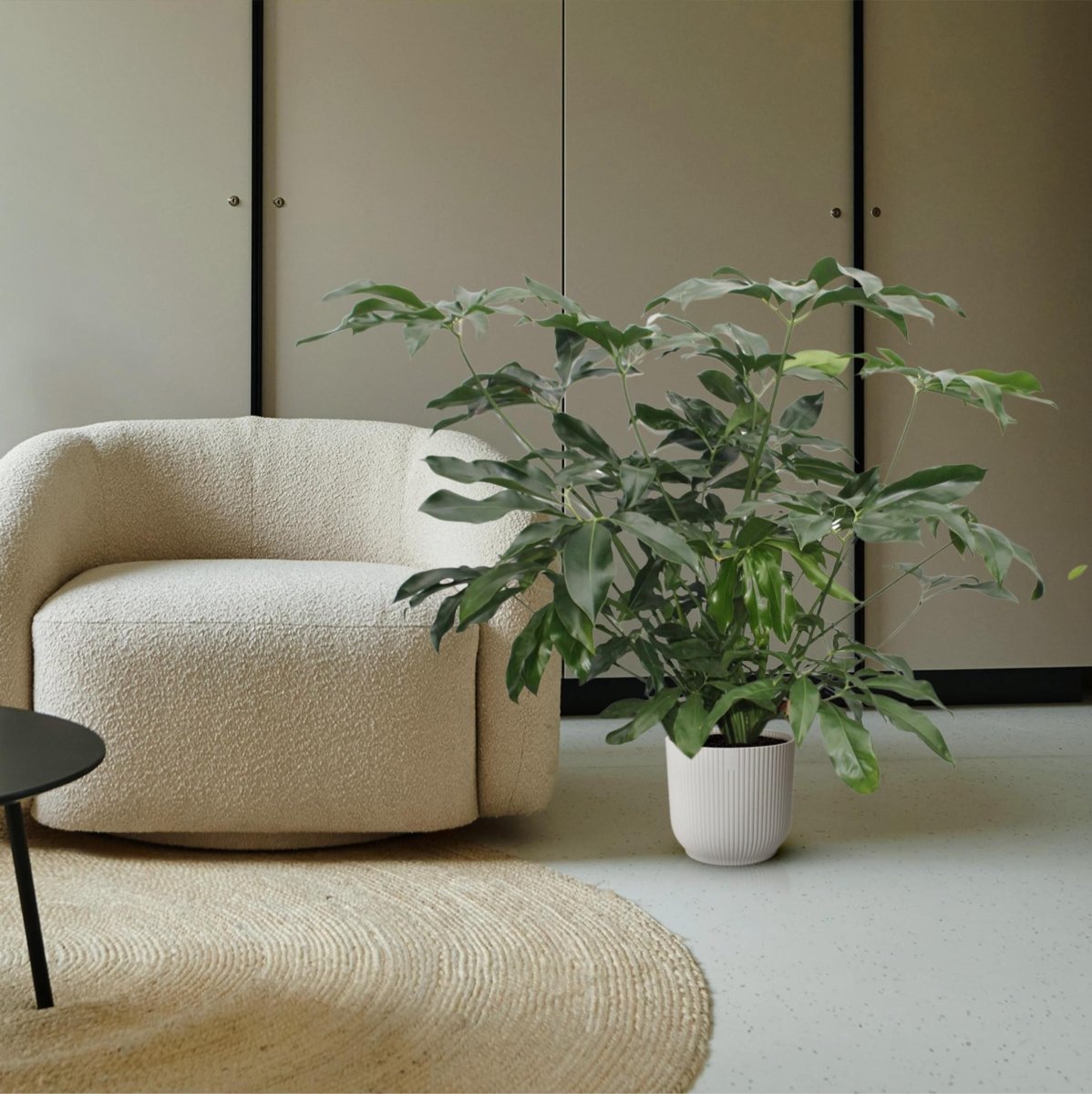 Philodendron Green Wonder | XL 3 - LushLeaf | Online planten bestellen