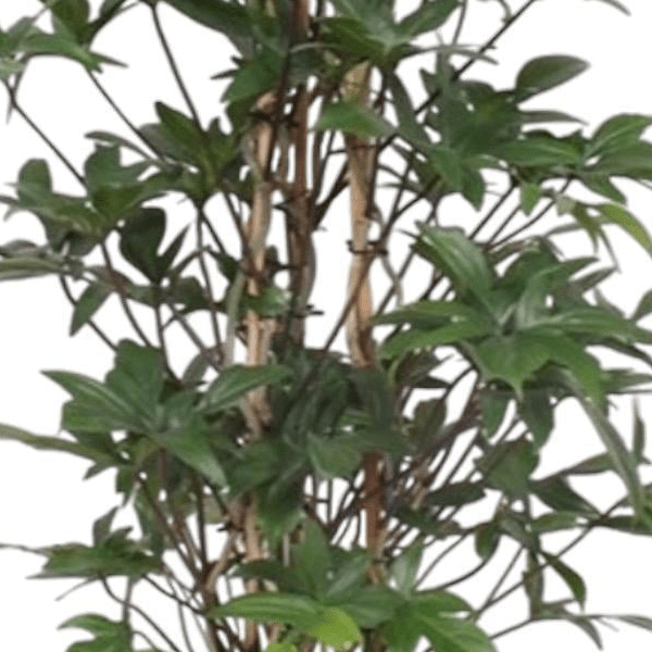 Philodendron Pedatum gaasrek 2 - LushLeaf | Online planten bestellen
