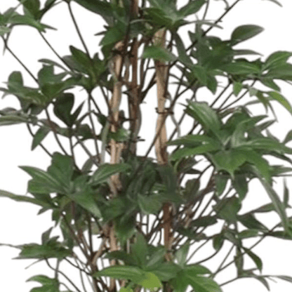 Philodendron Pedatum gaasrek 2 - LushLeaf | Online planten bestellen