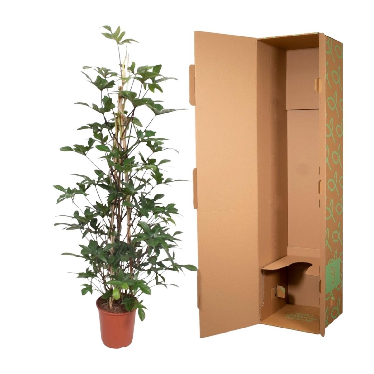 Philodendron Pedatum gaasrek 5 - LushLeaf | Online planten bestellen