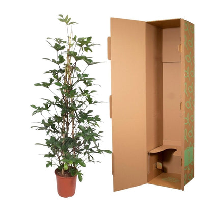 Philodendron Pedatum gaasrek 5 - LushLeaf | Online planten bestellen