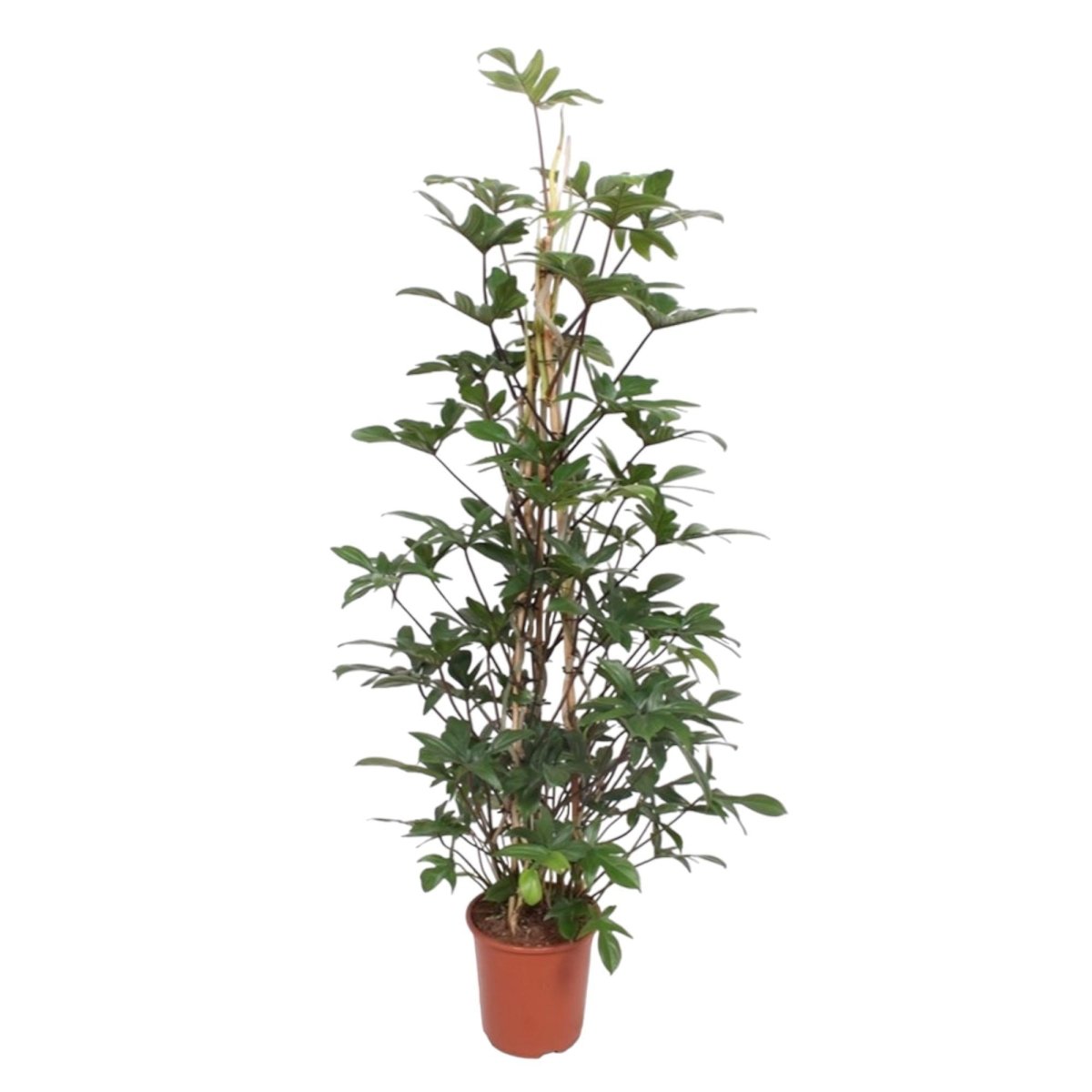 Philodendron Pedatum gaasrek 1 - LushLeaf | Online planten bestellen