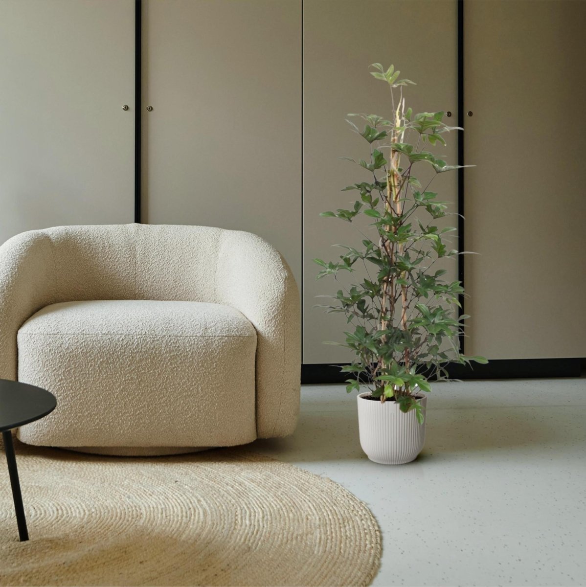 Philodendron Pedatum gaasrek 3 - LushLeaf | Online planten bestellen