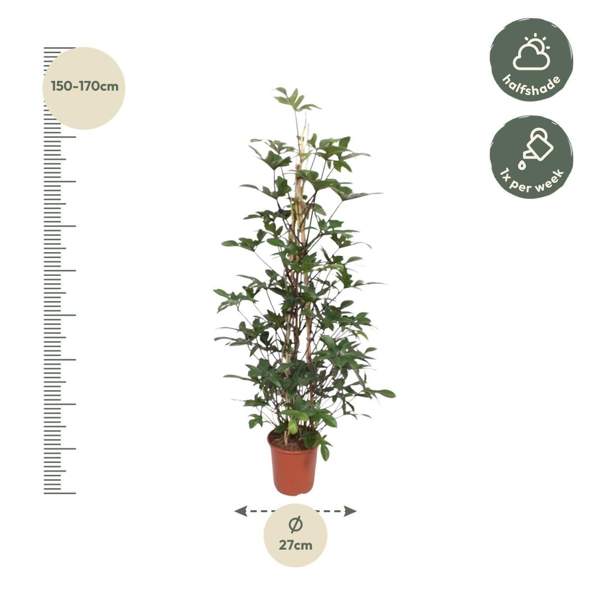 Philodendron Pedatum gaasrek 4 - LushLeaf | Online planten bestellen