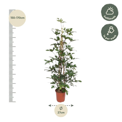 Philodendron Pedatum gaasrek 4 - LushLeaf | Online planten bestellen