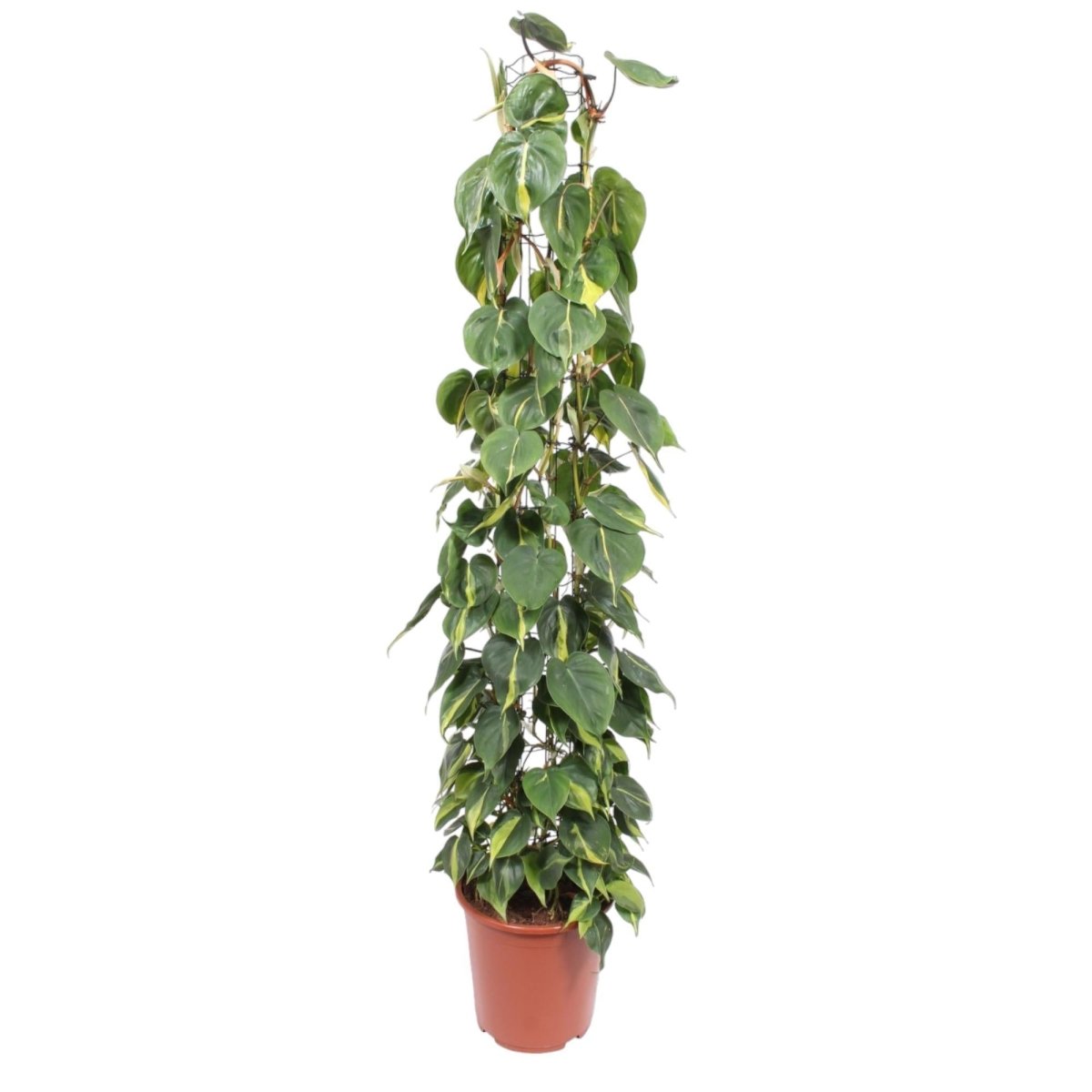 Philodendron Scandens Brasil gaasrek 1 - LushLeaf | Online planten bestellen
