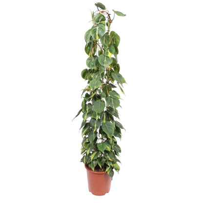 Philodendron Scandens Brasil gaasrek 1 - LushLeaf | Online planten bestellen
