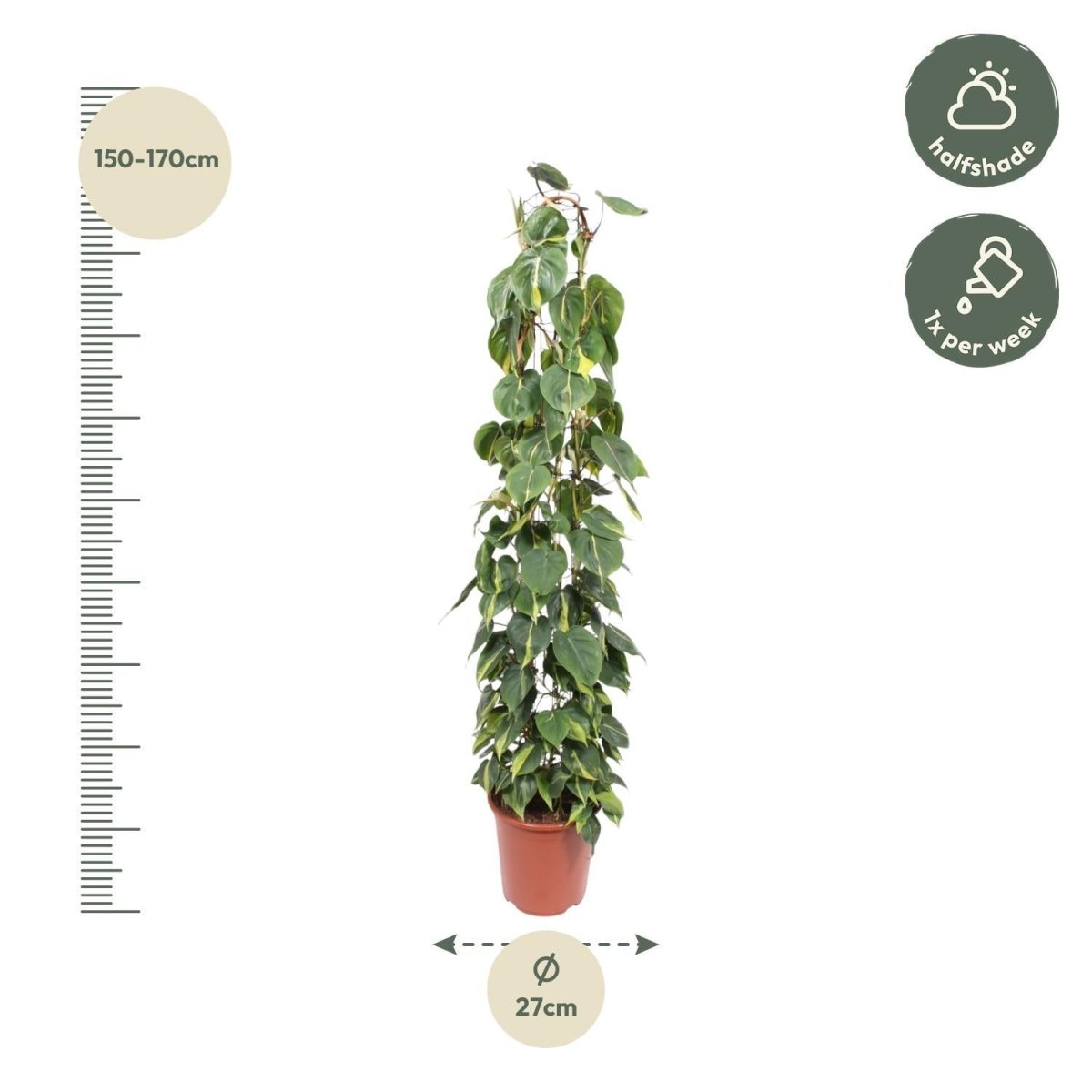 Philodendron Scandens Brasil gaasrek 4 - LushLeaf | Online planten bestellen