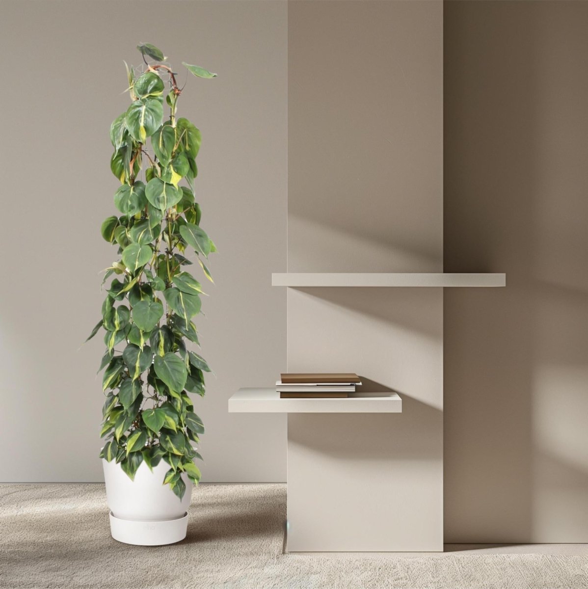 Philodendron Scandens Brasil gaasrek 3 - LushLeaf | Online planten bestellen