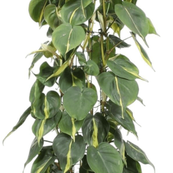 Philodendron Scandens Brasil gaasrek 2 - LushLeaf | Online planten bestellen