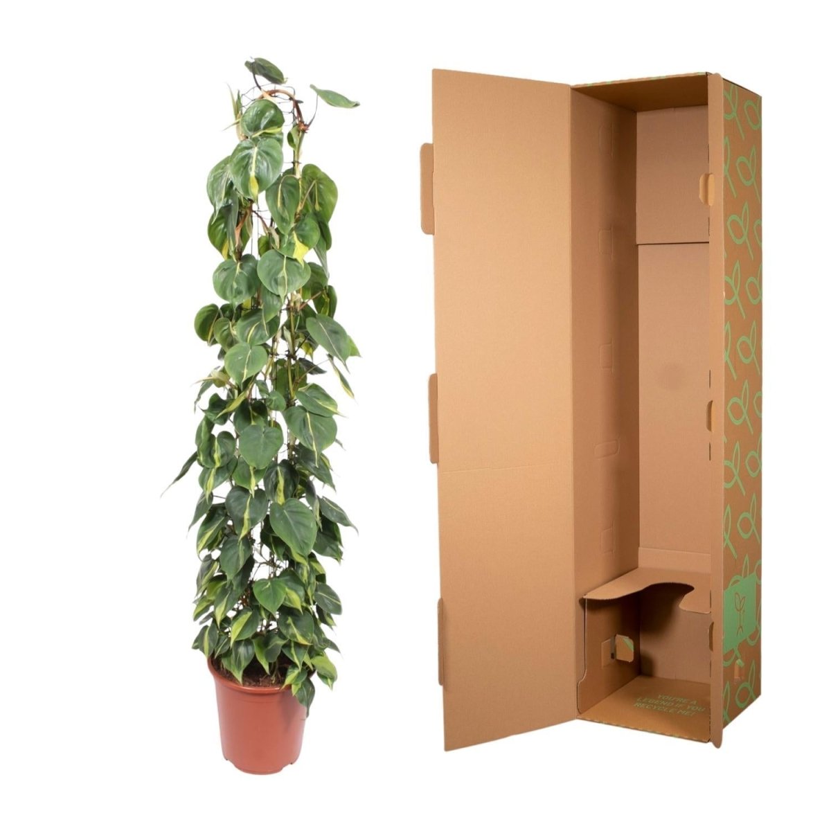 Philodendron Scandens Brasil gaasrek 5 - LushLeaf | Online planten bestellen