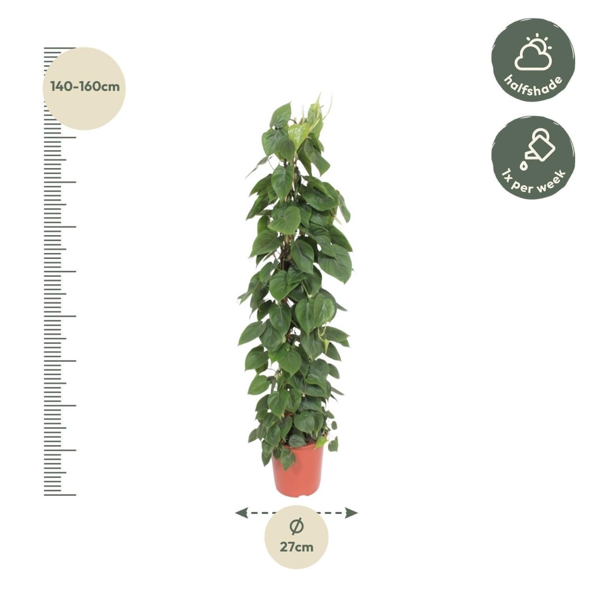 Philodendron Scandens gaasrek 4 - LushLeaf | Online planten bestellen