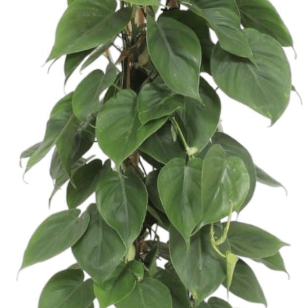 Philodendron Scandens gaasrek 2 - LushLeaf | Online planten bestellen