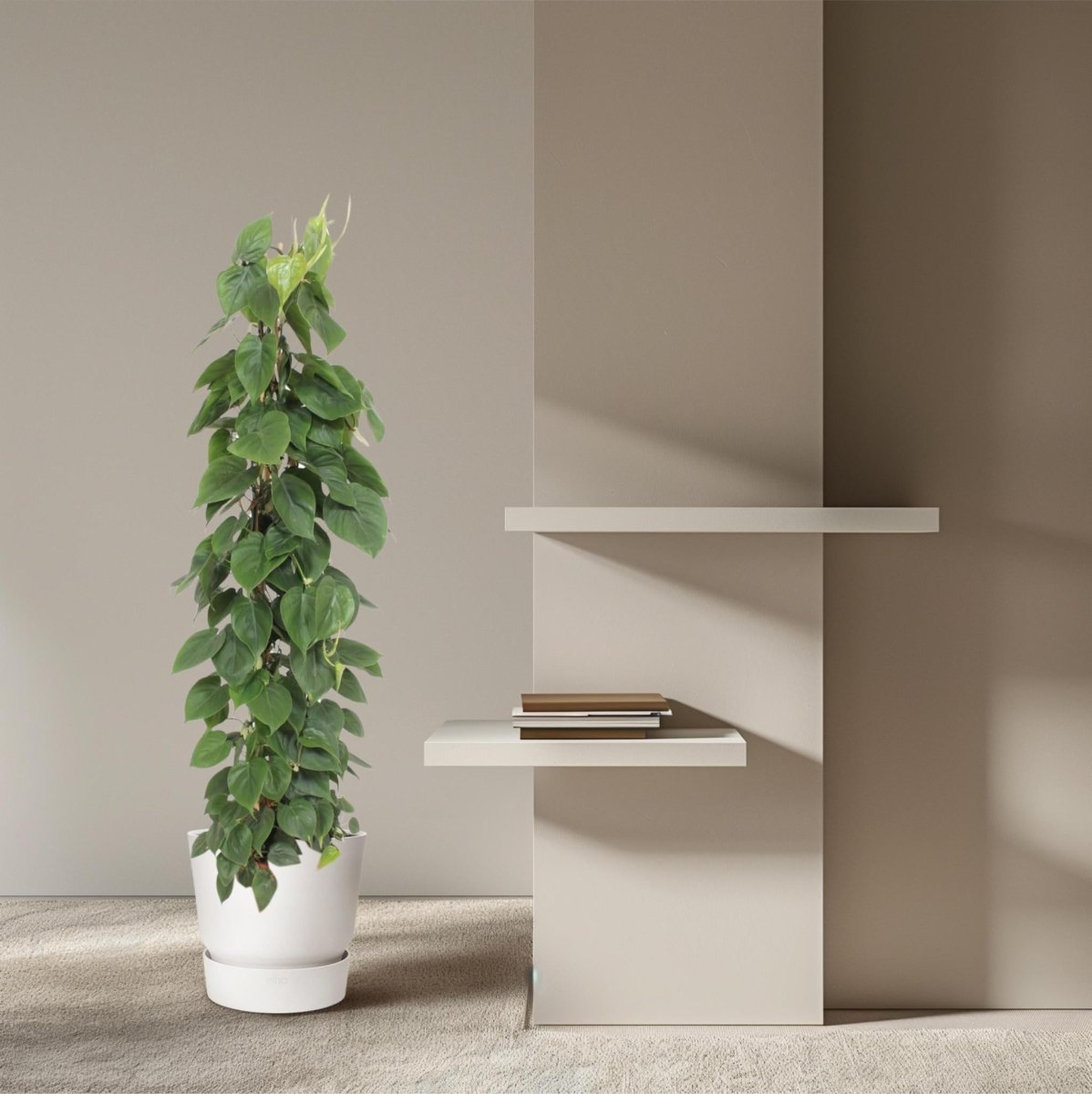 Philodendron Scandens gaasrek 3 - LushLeaf | Online planten bestellen