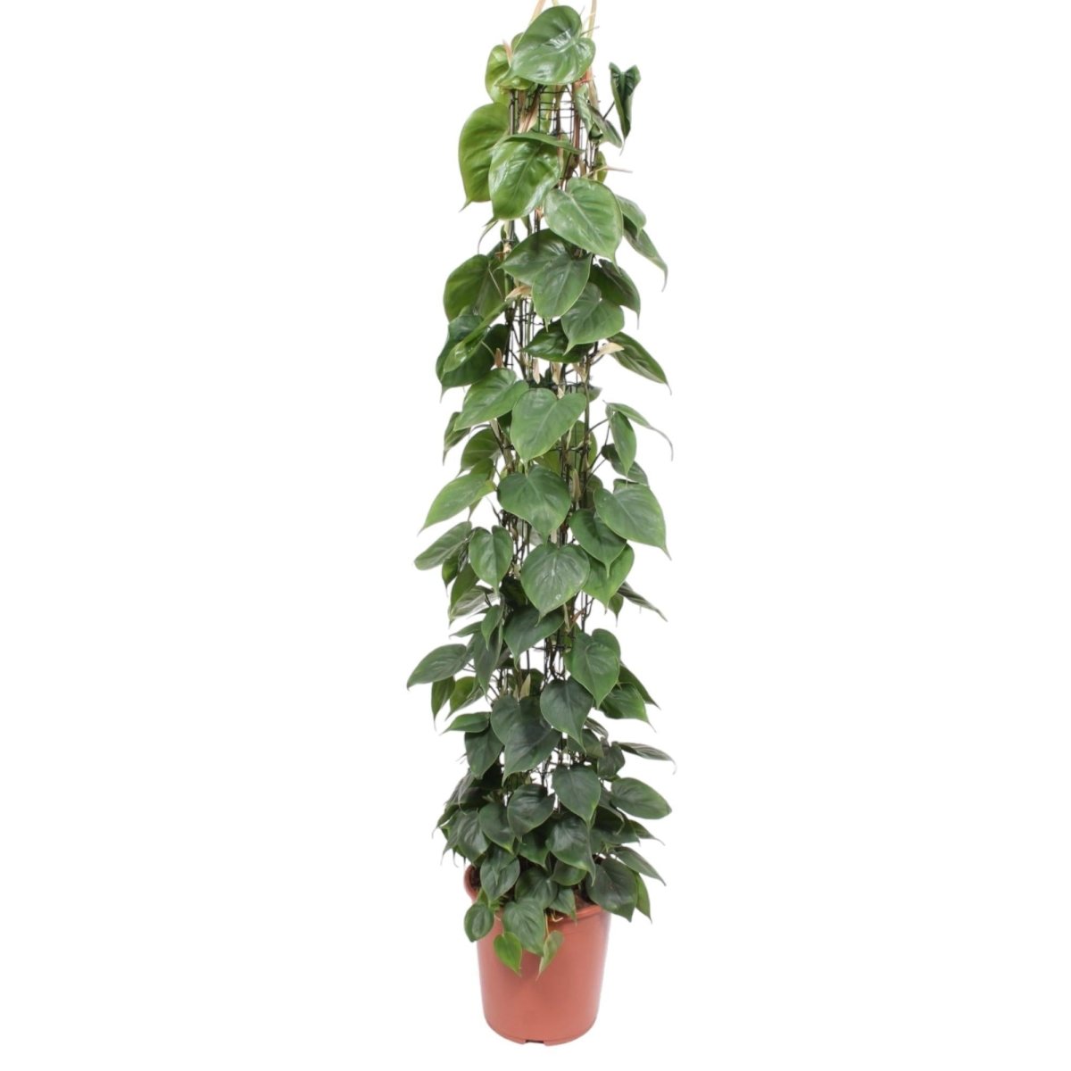 Philodendron Scandens gaasrek 6 - LushLeaf | Online planten bestellen