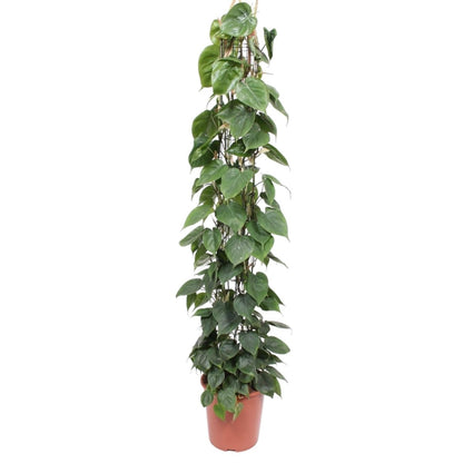 Philodendron Scandens gaasrek 6 - LushLeaf | Online planten bestellen