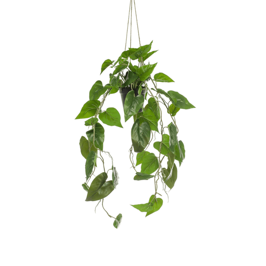 Philodendron scandens | Kunstplant 1 - LushLeaf | Online planten bestellen