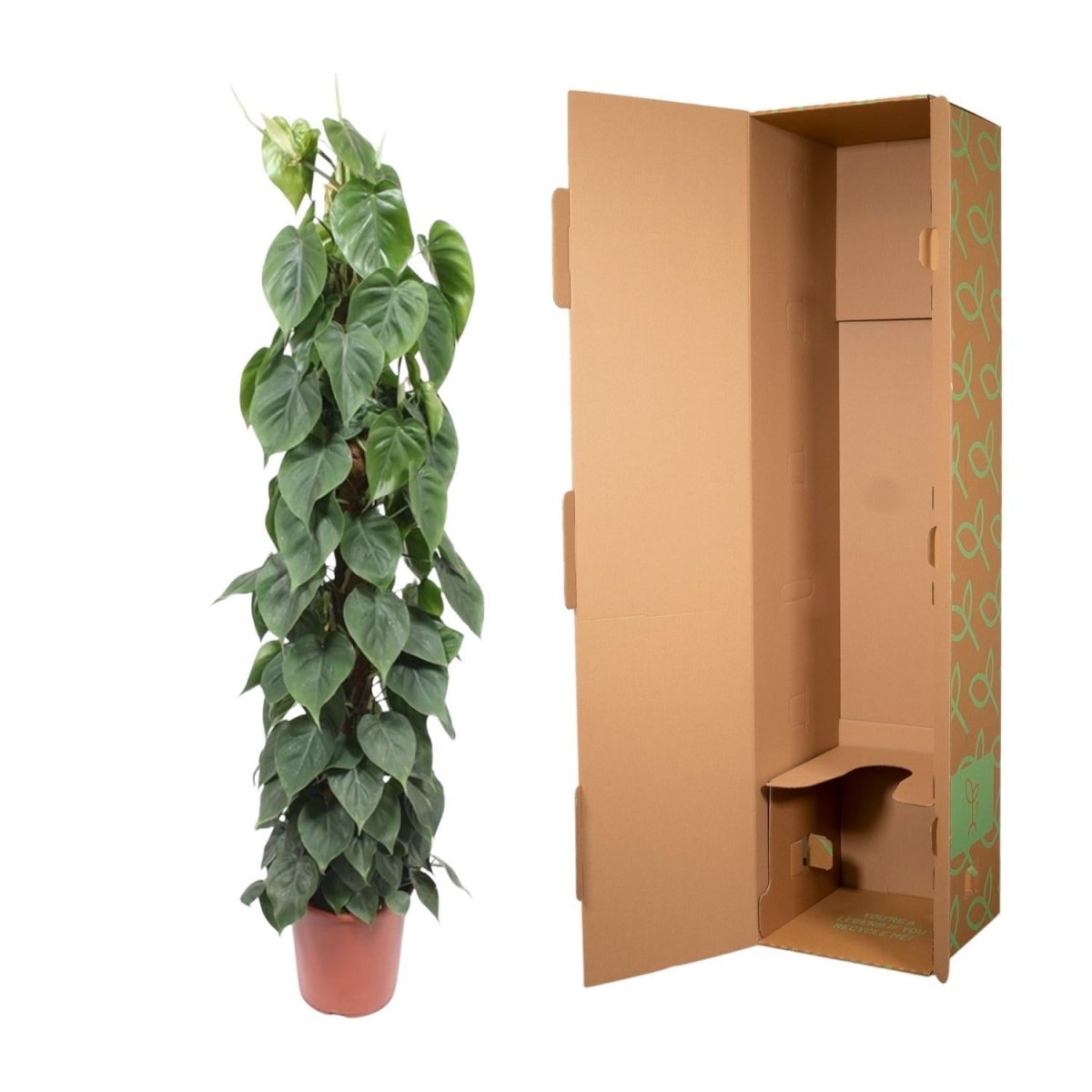Philodendron Scandens mosstok 5 - LushLeaf | Online planten bestellen