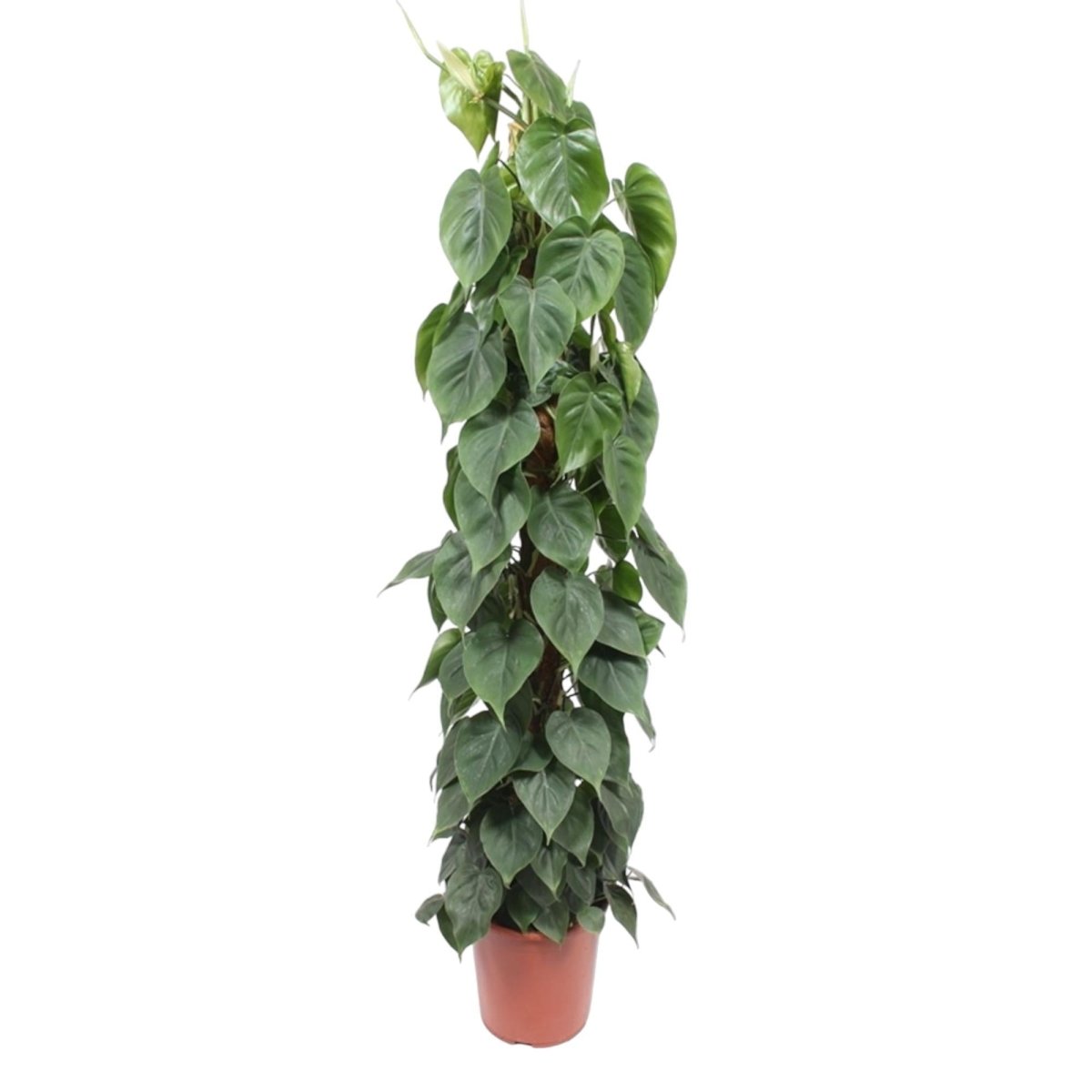 Philodendron Scandens mosstok 1 - LushLeaf | Online planten bestellen