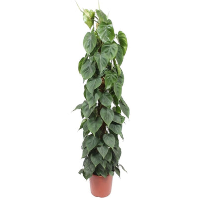 Philodendron Scandens mosstok 1 - LushLeaf | Online planten bestellen