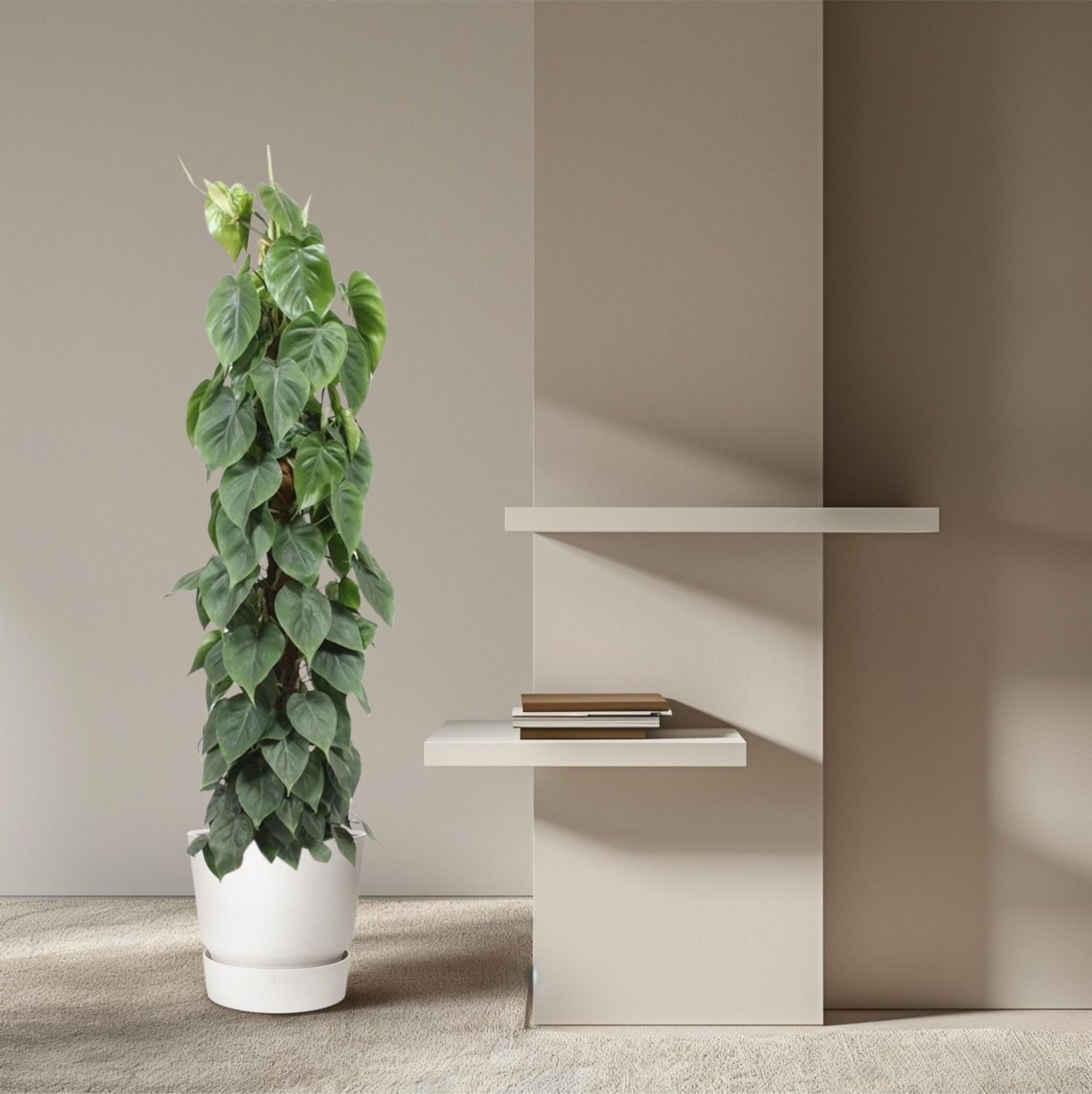 Philodendron Scandens mosstok 3 - LushLeaf | Online planten bestellen