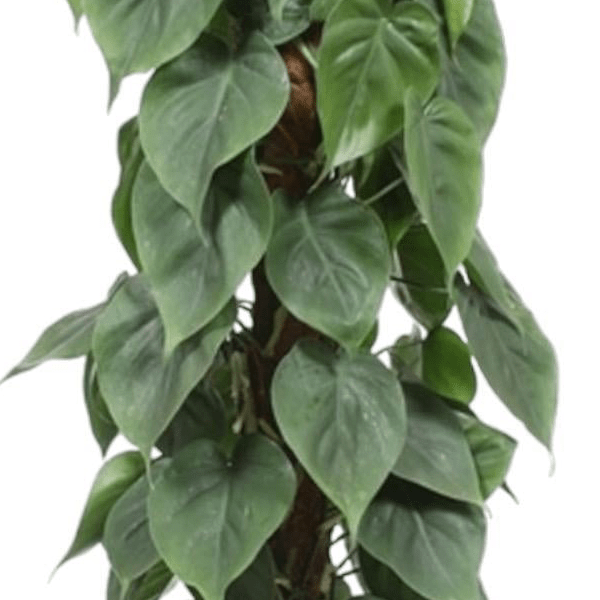 Philodendron Scandens mosstok 2 - LushLeaf | Online planten bestellen