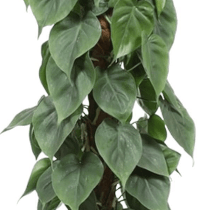 Philodendron Scandens mosstok 2 - LushLeaf | Online planten bestellen