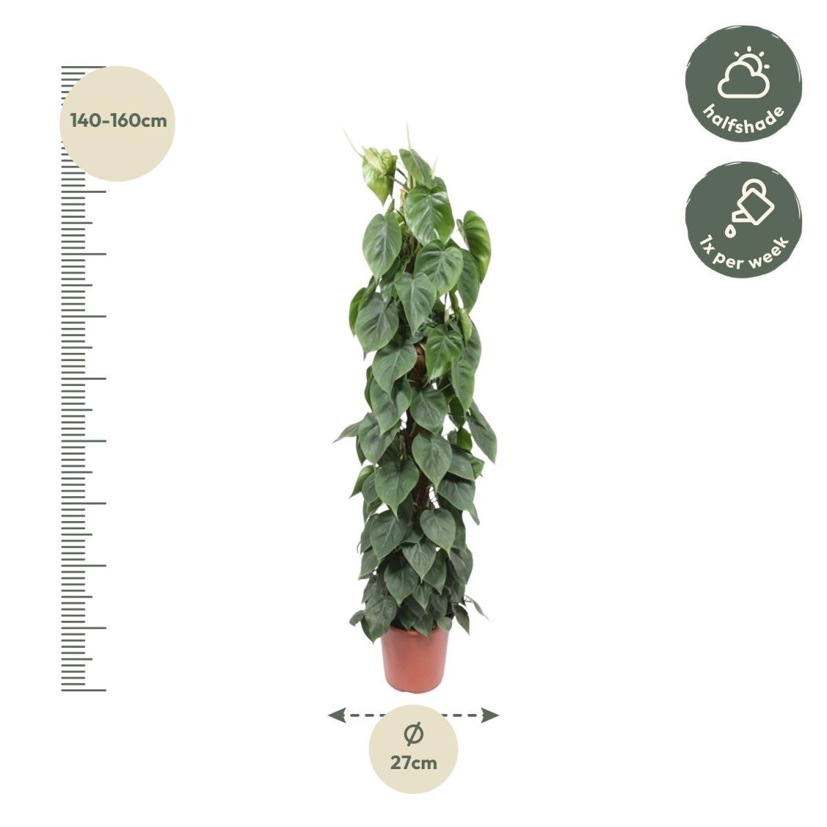 Philodendron Scandens mosstok 4 - LushLeaf | Online planten bestellen