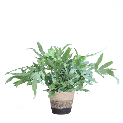 Phlebodium Aureum Blue Star met pot 4 - LushLeaf | Online planten bestellen
